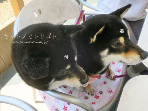 美柴母娘_e0394031_07022360.jpg