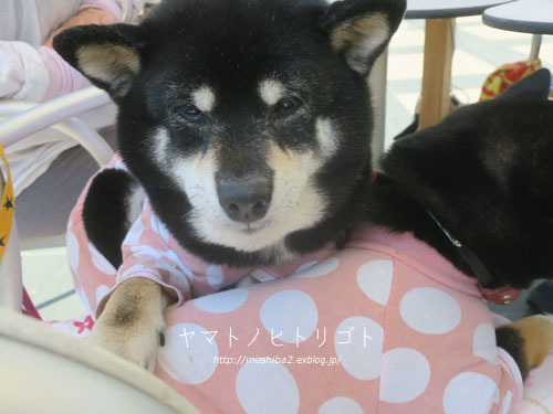 美柴母娘_e0394031_07022807.jpg