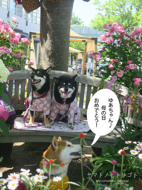美柴母娘_e0394031_07023244.jpg