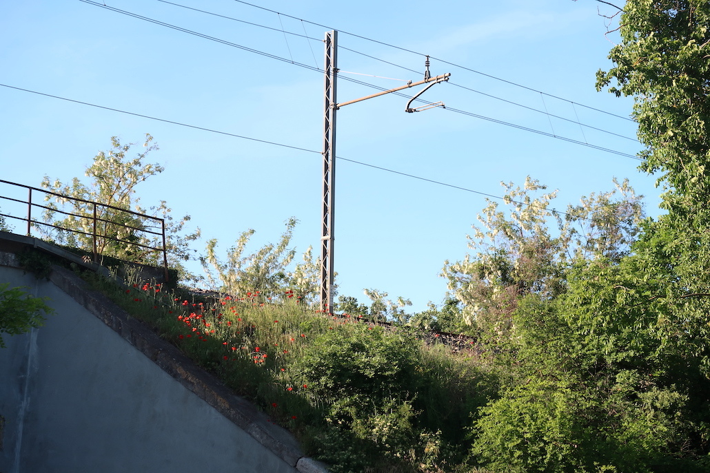 新緑を映し花の間を電車ゆく_f0234936_06514409.jpg