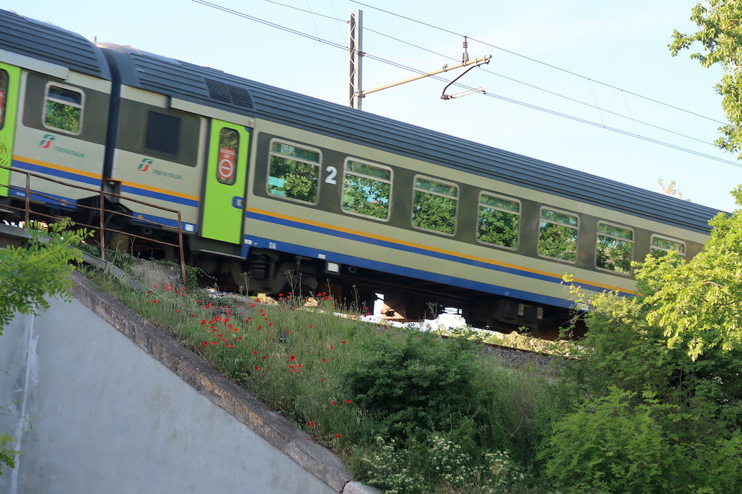 新緑を映し花の間を電車ゆく_f0234936_07005886.jpg