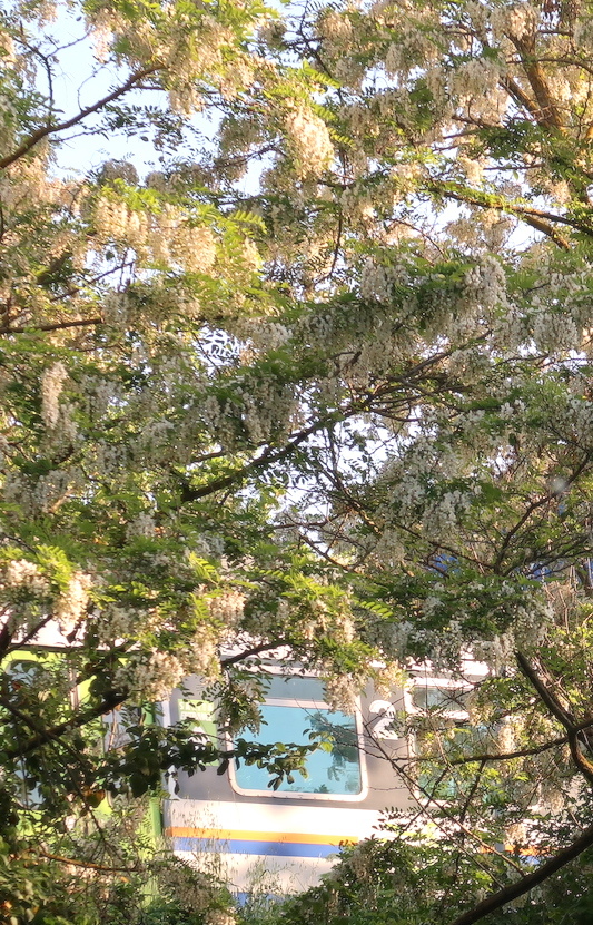 新緑を映し花の間を電車ゆく_f0234936_07033674.jpg