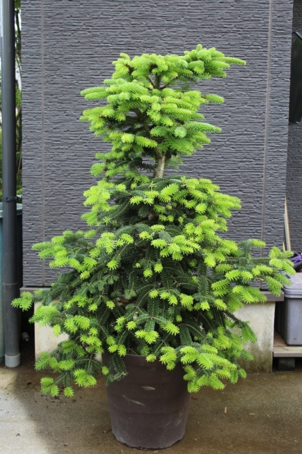 アビエス ヌミディカ グラウカ Abies numidica Glauca 大苗 販売