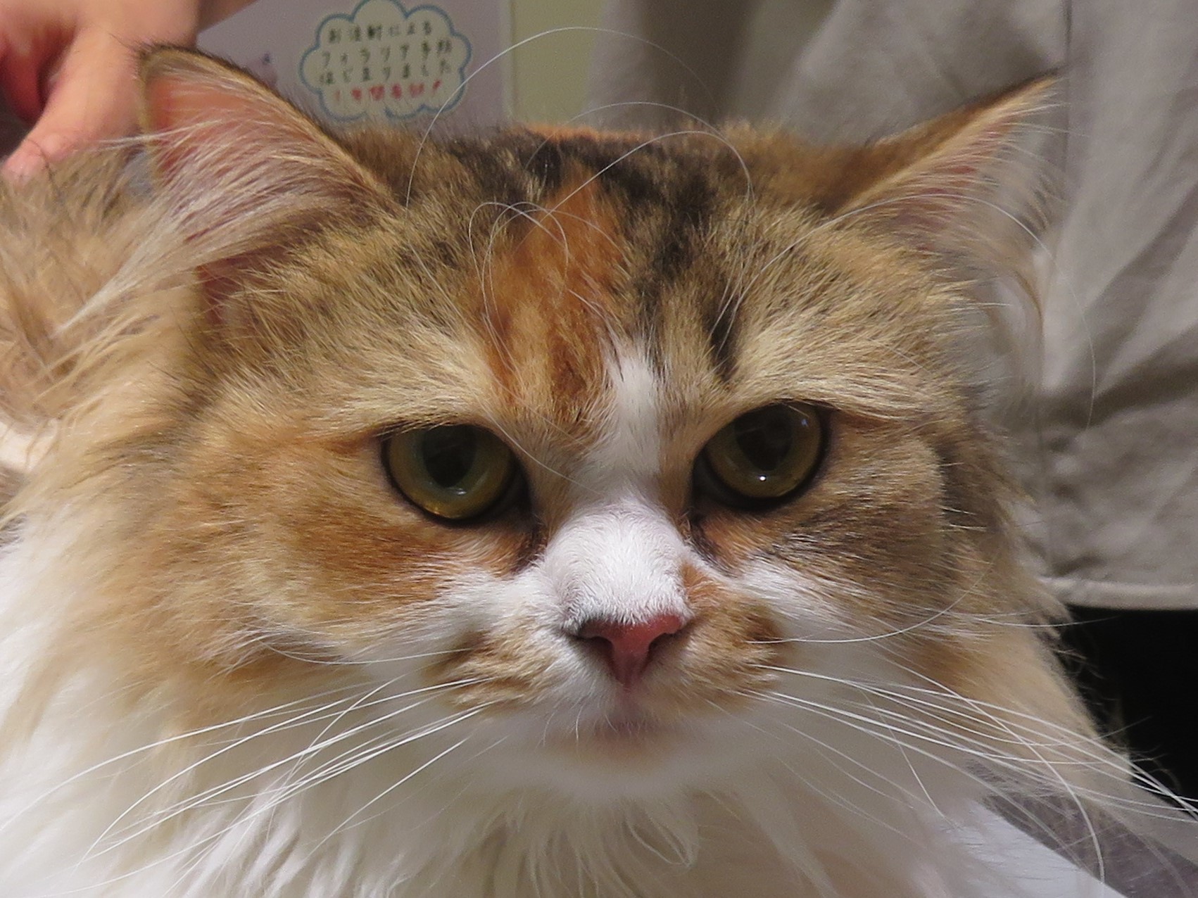 5 月 14 日の写真_c0174644_20453341.jpg