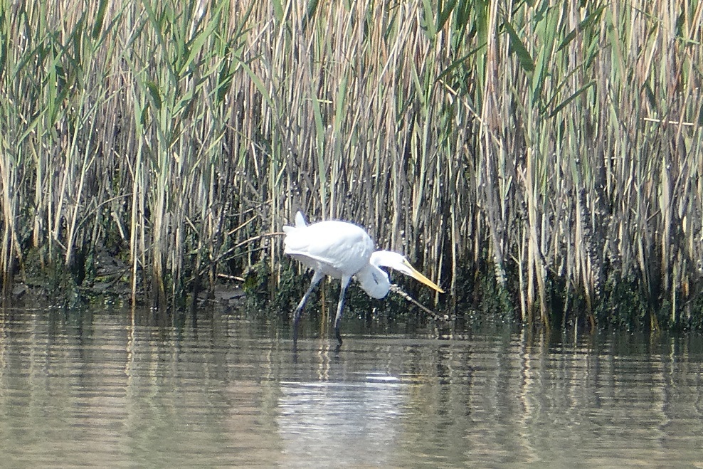 谷津干潟の鳥たち…_d0288144_00052465.jpg