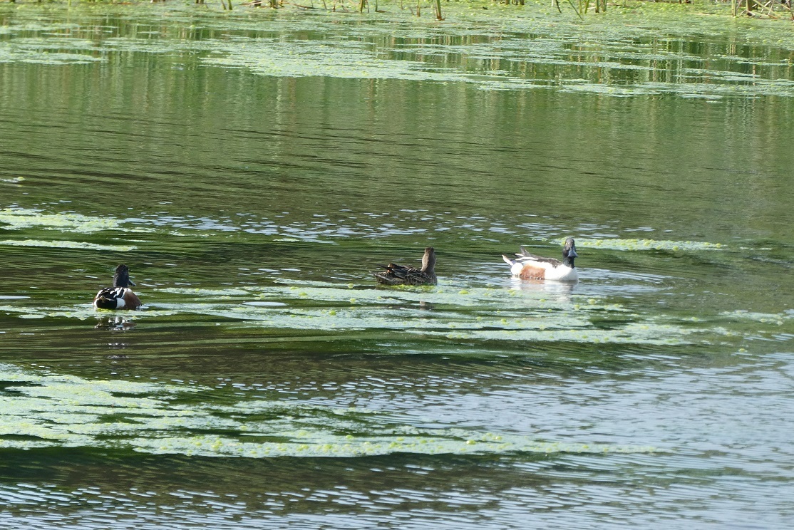 谷津干潟の鳥たち…_d0288144_00175519.jpg