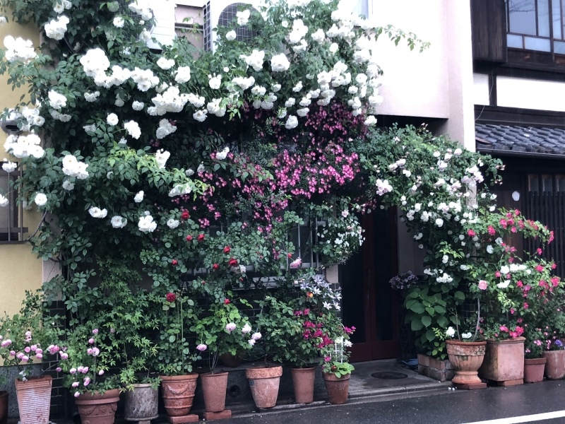 朝の散歩とさくらんぼ🍒あれこれ_f0363168_20375921.jpeg
