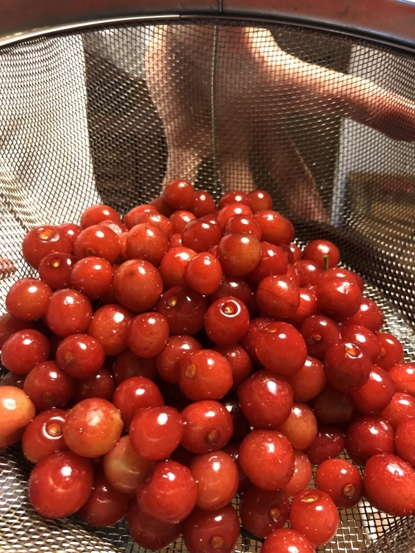 朝の散歩とさくらんぼ🍒あれこれ_f0363168_20443216.jpeg