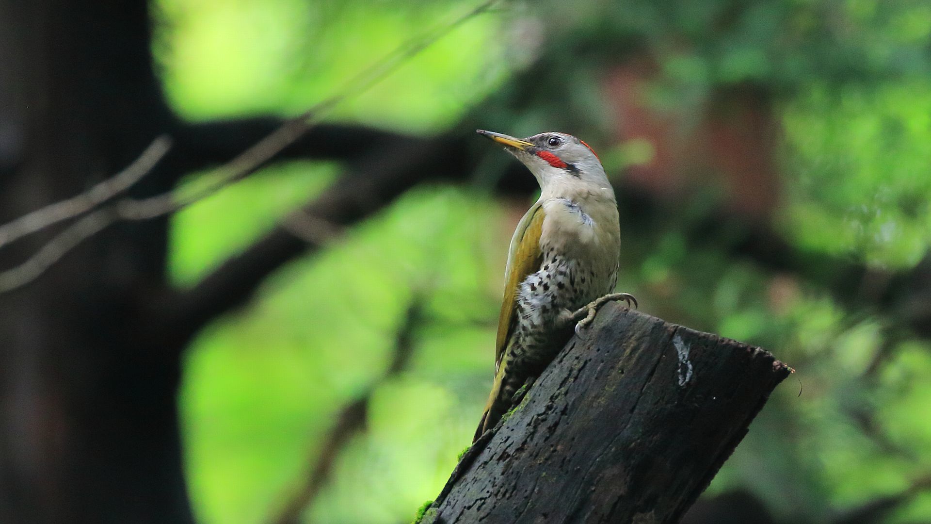 今年はアオゲラに良く出逢います　I often meet Japanese green woodpecker this year_f0105570_18221090.jpg
