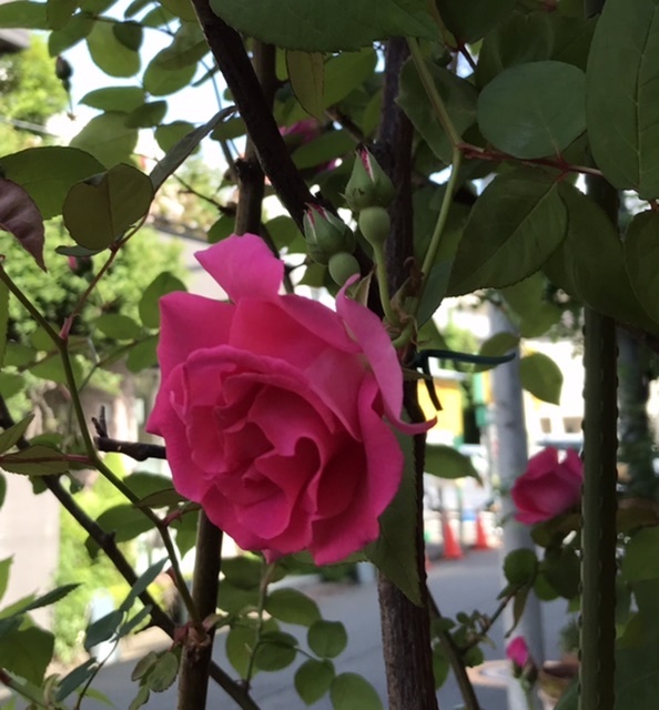 ご近所の美しい薔薇_e0397389_10350630.jpeg