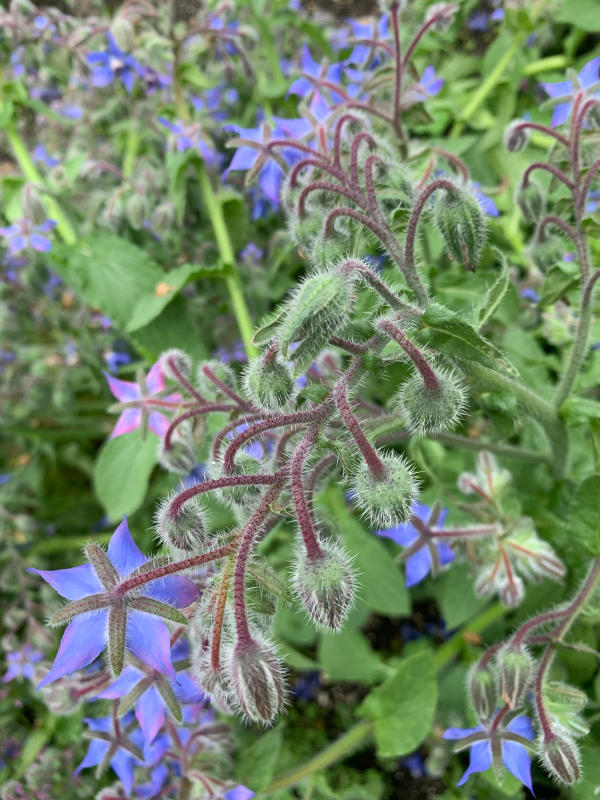 モンポタジェのハーブ ボリジの花 心のままに