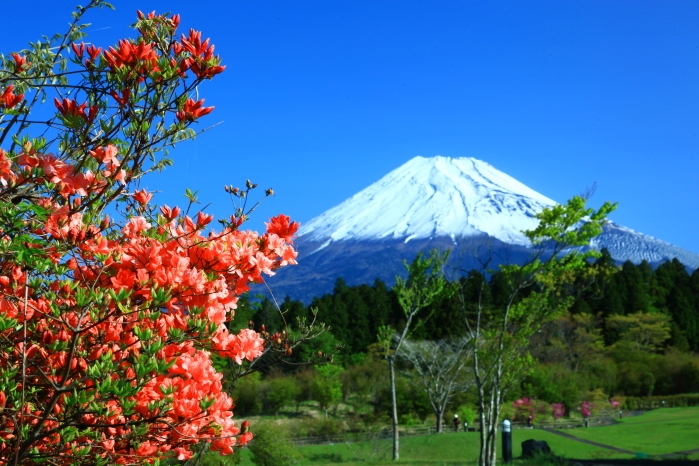 令和4年5月の富士 (3)　富士山こどもの国の富士_e0344396_22571639.jpg