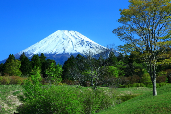 令和4年5月の富士 (3)　富士山こどもの国の富士_e0344396_22571773.jpg