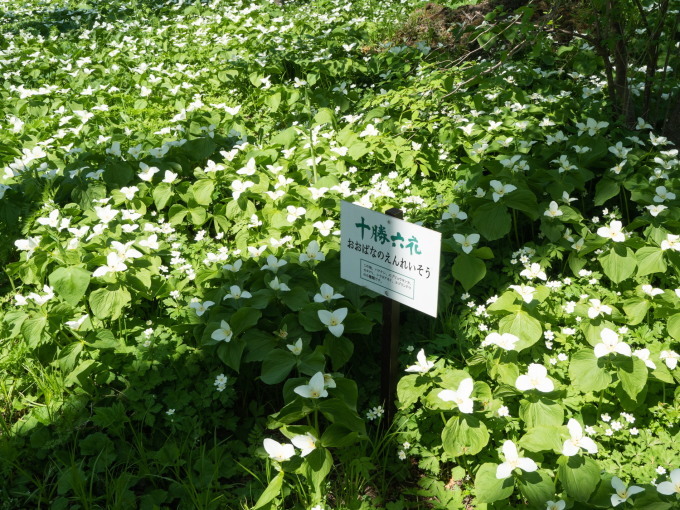 白い花～オオバナノエンレイソウ～咲く「六花の森」_f0276498_12523920.jpg