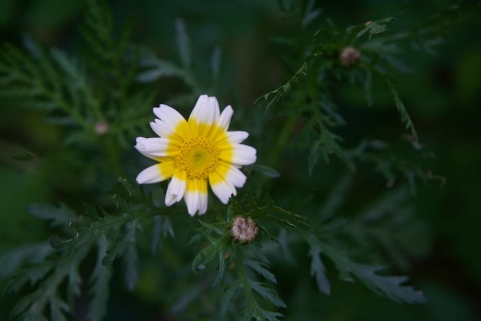 春菊の花と、薔薇いろいろ_e0134713_19165192.jpeg