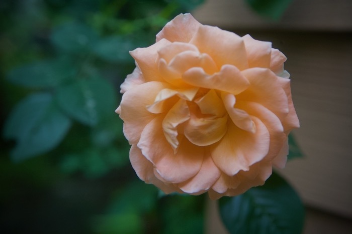 新薔薇ポルカ(葉色も花色も明るいつるバラ、ティー香)、生オカラのしっとりキャロットケーキ_e0134713_21195945.jpeg