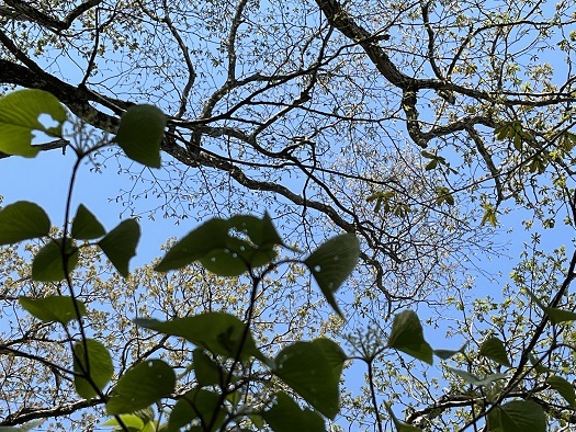ふたたびの三瓶山 百留ななみ_f0371014_11215529.jpeg