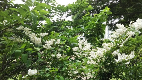 山桑の実_f0334619_15054570.jpg