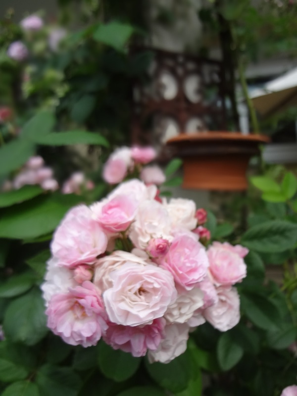 バラは終焉_a0232921_16335725.jpg