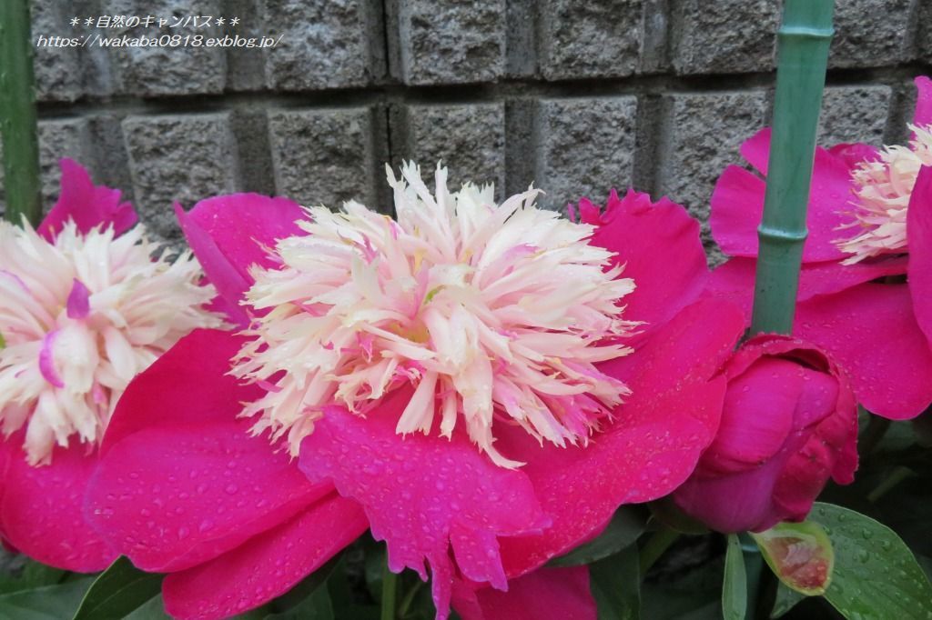 シャクヤクの花が雨の重さでうなだれていた(>_<)_e0052135_17530614.jpg