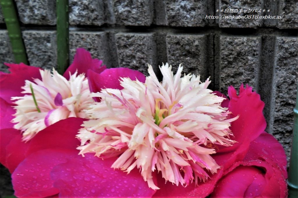 シャクヤクの花が雨の重さでうなだれていた(>_<)_e0052135_17530835.jpg