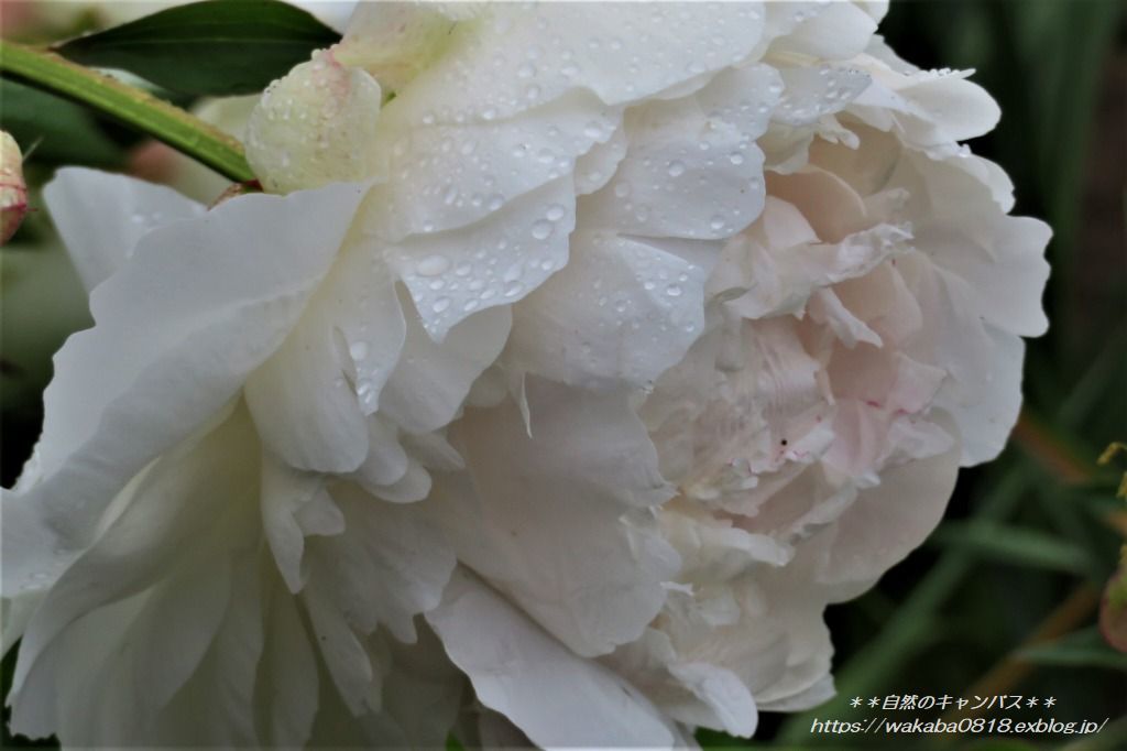 シャクヤクの花が雨の重さでうなだれていた(>_<)_e0052135_17531317.jpg
