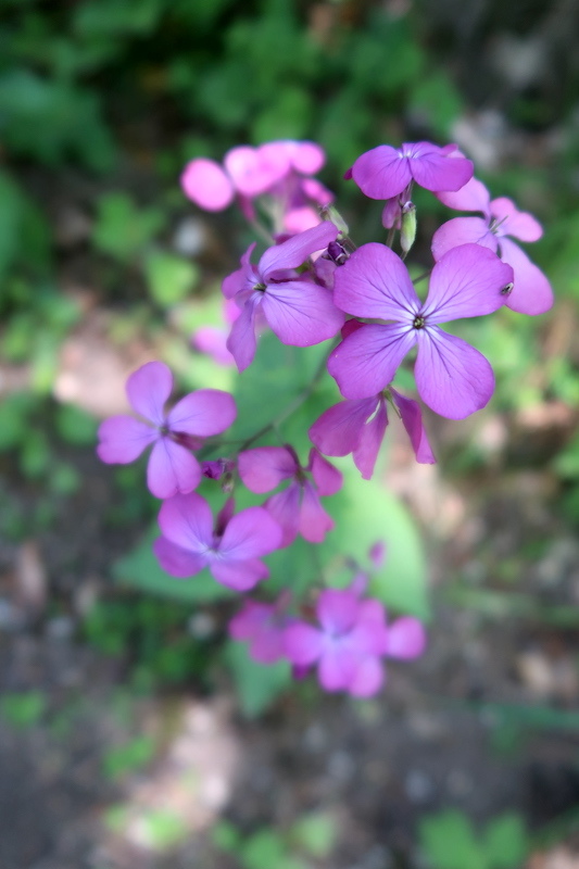 新緑と野の花うつくしいラヴェルナの森と修道院、トスカーナ_f0234936_19025310.jpg