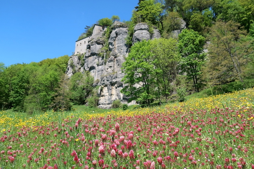 新緑と野の花うつくしいラヴェルナの森と修道院、トスカーナ_f0234936_19112602.jpg