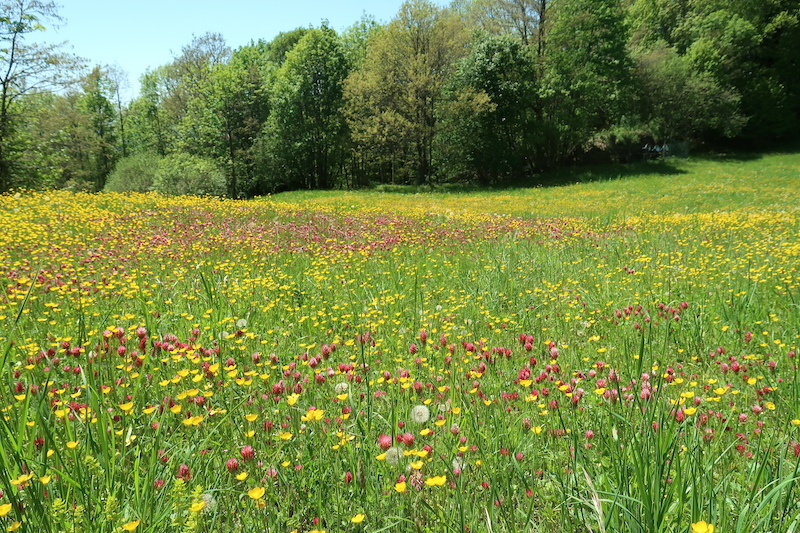新緑と野の花うつくしいラヴェルナの森と修道院、トスカーナ_f0234936_19162377.jpg