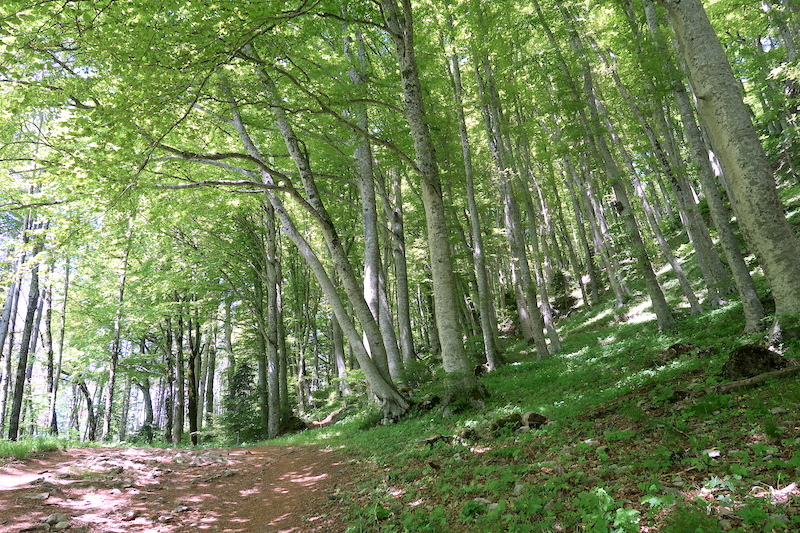 新緑と野の花うつくしいラヴェルナの森と修道院、トスカーナ_f0234936_23431660.jpg