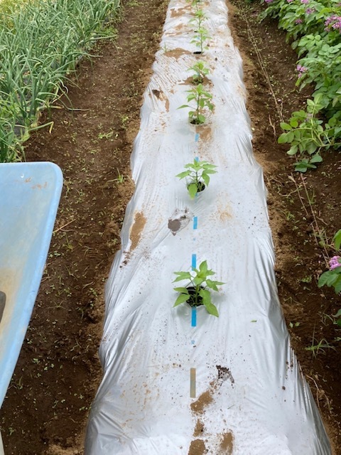 そろそろ玉葱の収穫・・・続いてジャガイモ　スナップエンドウ豆は毎日収穫しております_c0222448_11403531.jpg
