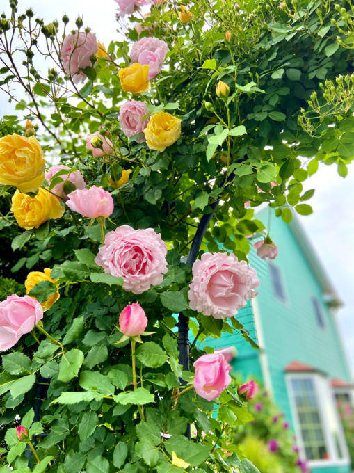 美しい〝ソフィーロシャス〟と〝グラハムトーマス〟のコラボ✨ : 薪割りマコのバラの庭