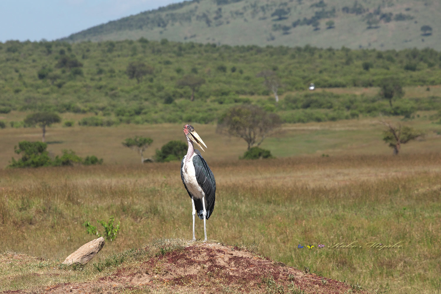 アフリカハゲコウ（Marabou Stork）_d0013455_08375448.jpg