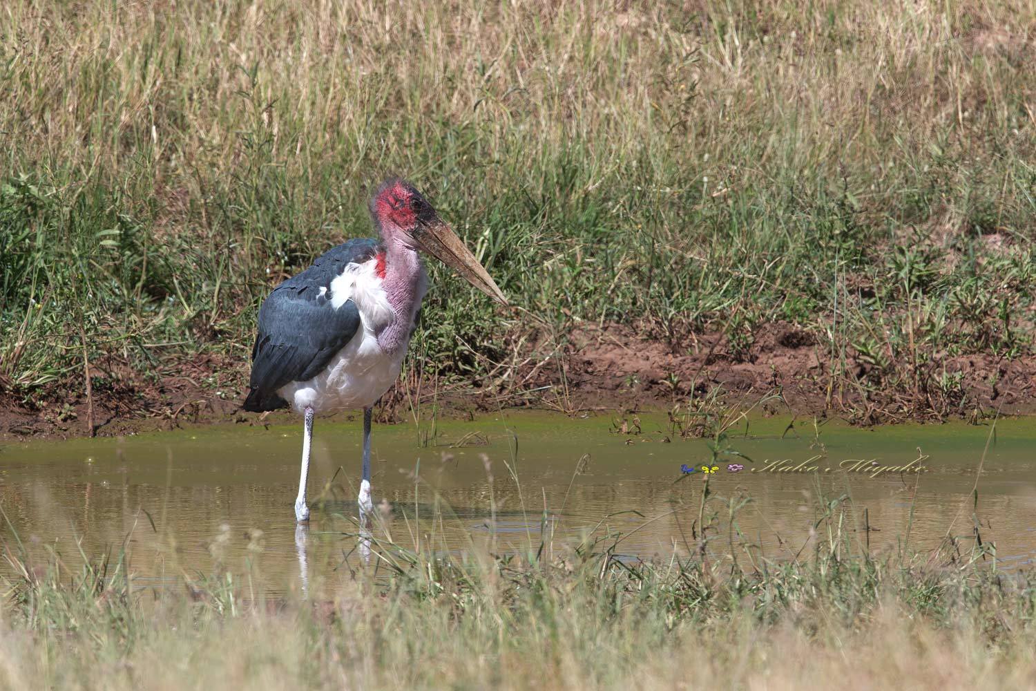 アフリカハゲコウ（Marabou Stork）_d0013455_08461038.jpg