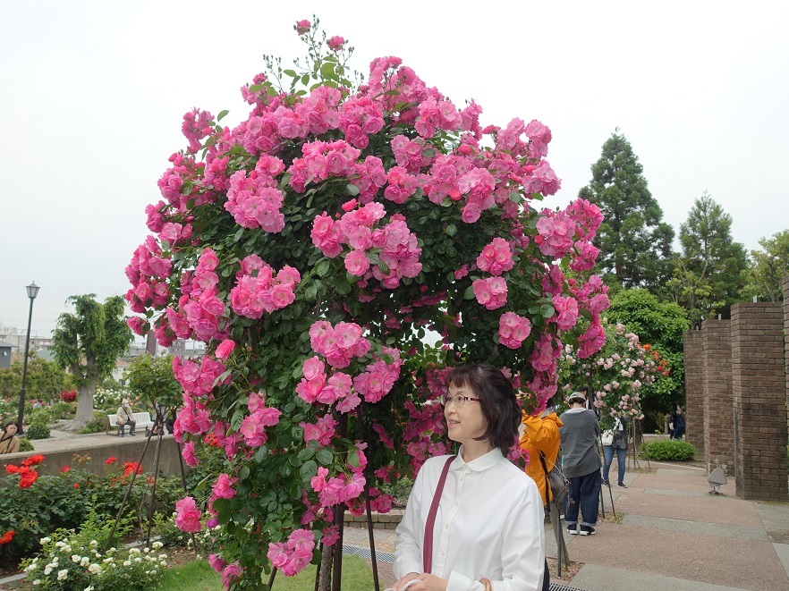 伊丹・荒牧バラ公園　見頃の春バラに大勢の観客_d0136382_16563722.jpg