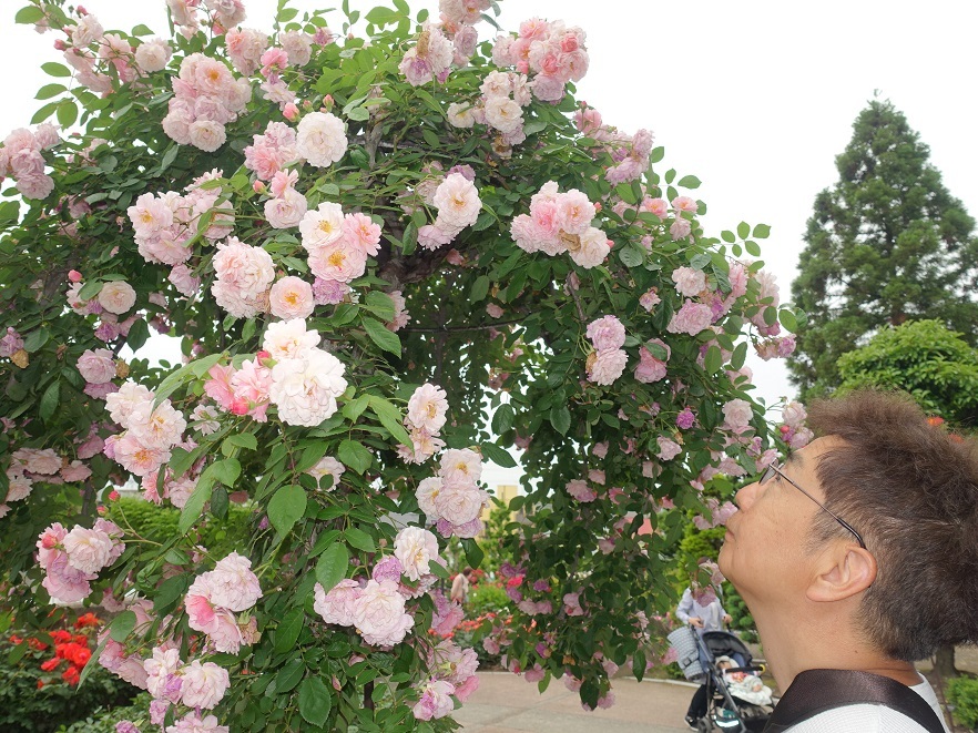 伊丹・荒牧バラ公園　見頃の春バラに大勢の観客_d0136382_16573775.jpg
