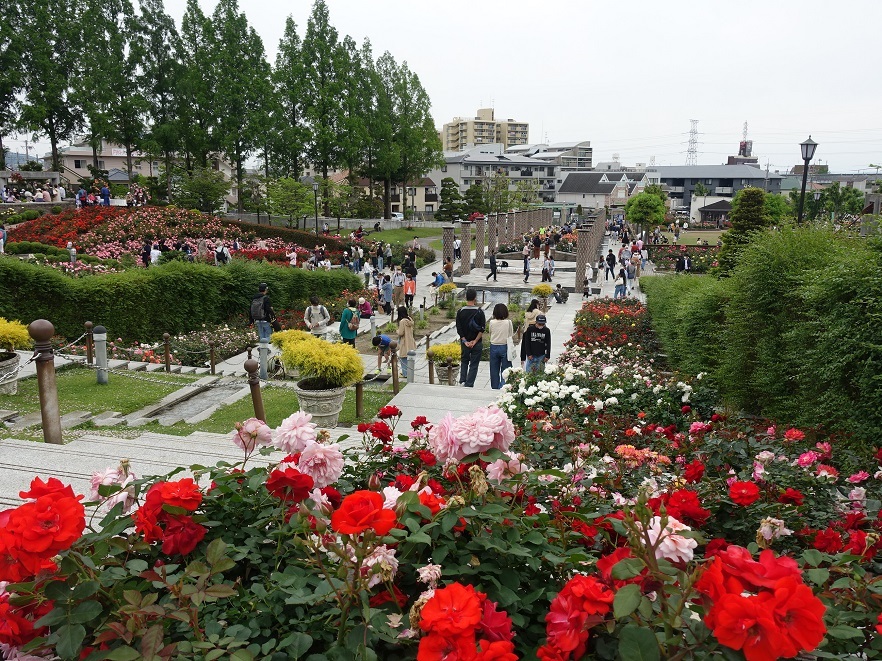 伊丹・荒牧バラ公園　見頃の春バラに大勢の観客_d0136382_17004527.jpg