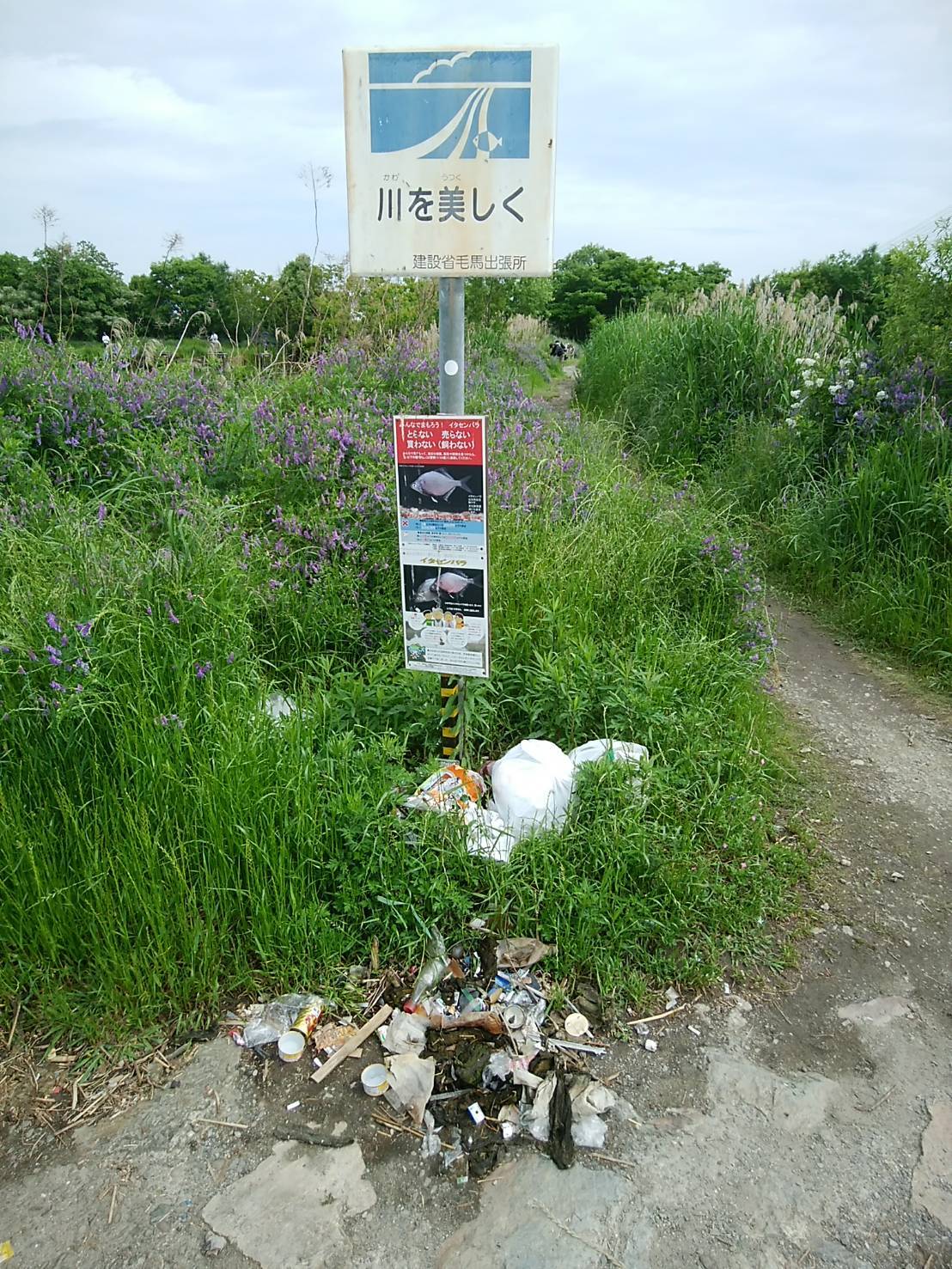 【ご報告】城北定例保全活動4_a0263106_00092883.jpg