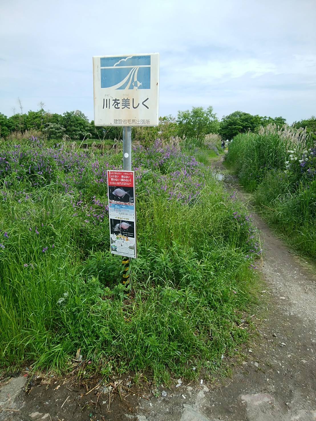 【ご報告】城北定例保全活動4_a0263106_18252881.jpg