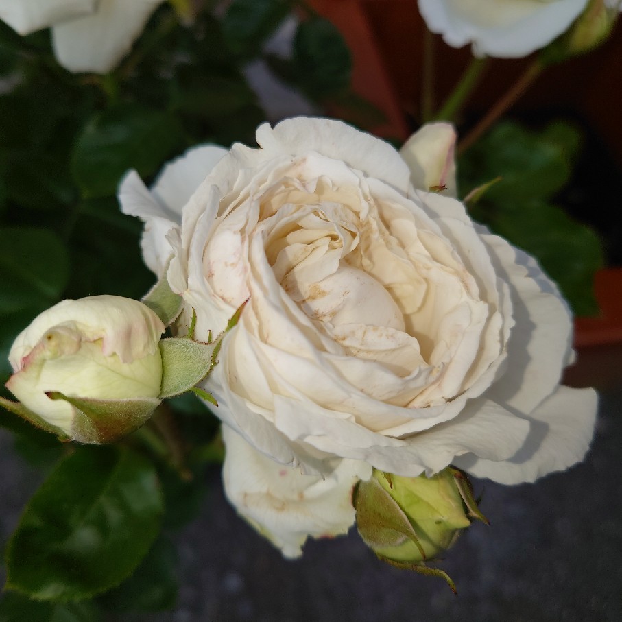 満開の白バラ新しい白バラ&カプースチン_c0404712_10512529.jpg