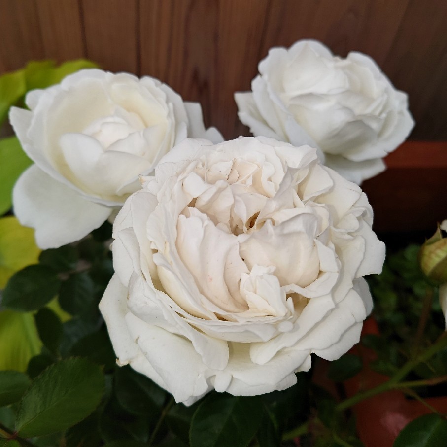 満開の白バラ新しい白バラ&カプースチン_c0404712_10512539.jpg