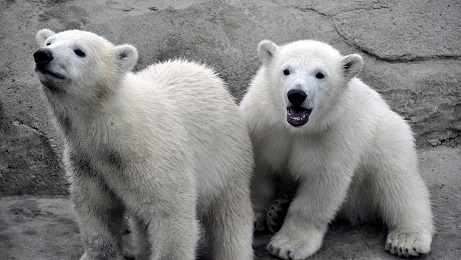 ドイツ・ロストック動物園のカヤ (Kaja) とスカーディ(Skadi) の双子姉妹が生後半年を無事に経過_a0151913_01222205.jpg