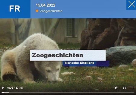 ドイツ・ロストック動物園のカヤ (Kaja) とスカーディ(Skadi) の双子姉妹が生後半年を無事に経過_a0151913_02300436.jpg