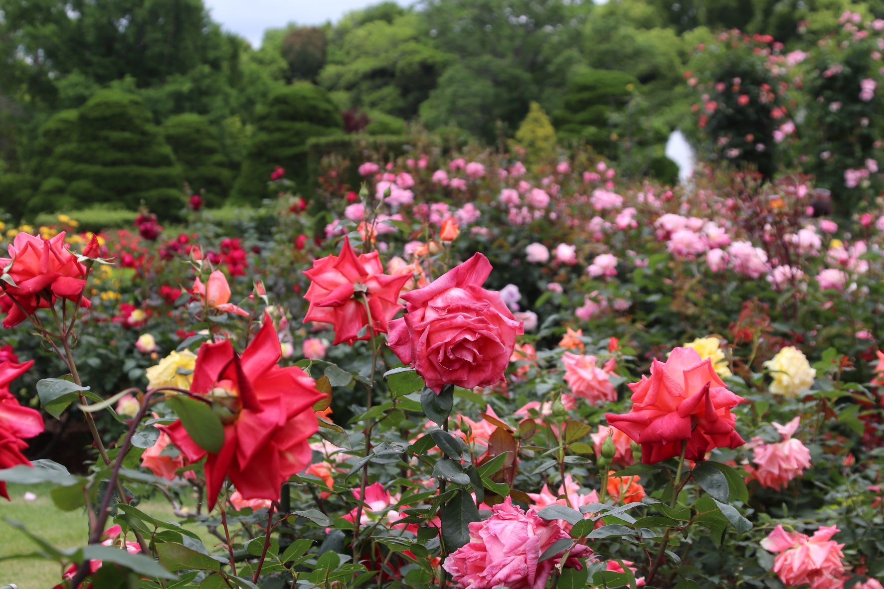 京都府立植物園　バラが咲いた！_e0048413_21231060.jpg