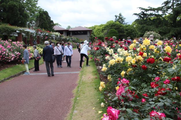 京都府立植物園　バラが咲いた！_e0048413_21231956.jpg