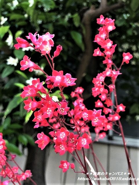 小さな花のツボサンゴが咲いていた(*^-^*)_e0052135_17482821.jpg