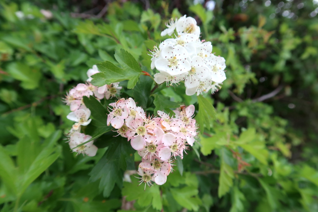 ピンクきれいさんざしの花とポプラの綿毛 花粉症なら５月 ６月もイタリアでは花粉に注意 イタリア写真草子