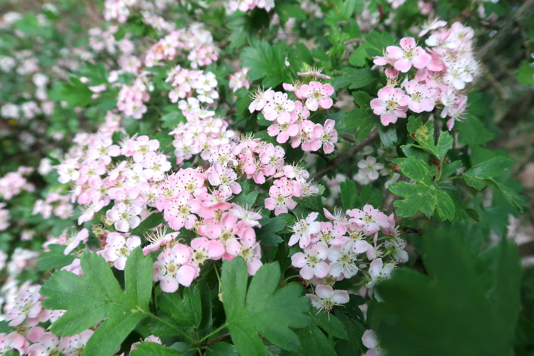 ピンクきれいさんざしの花とポプラの綿毛　花粉症なら５月・６月もイタリアでは花粉に注意_f0234936_20350654.jpg