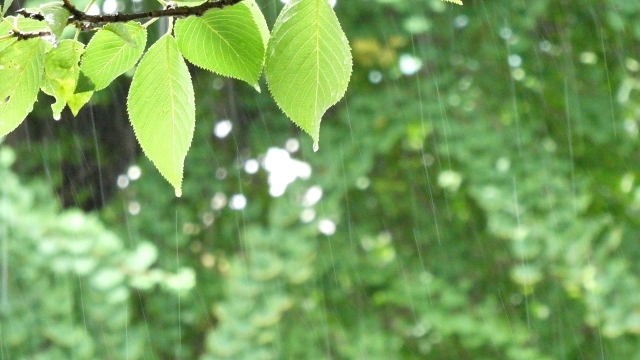 梅雨 いつから 2022年_d0227044_13034425.jpg