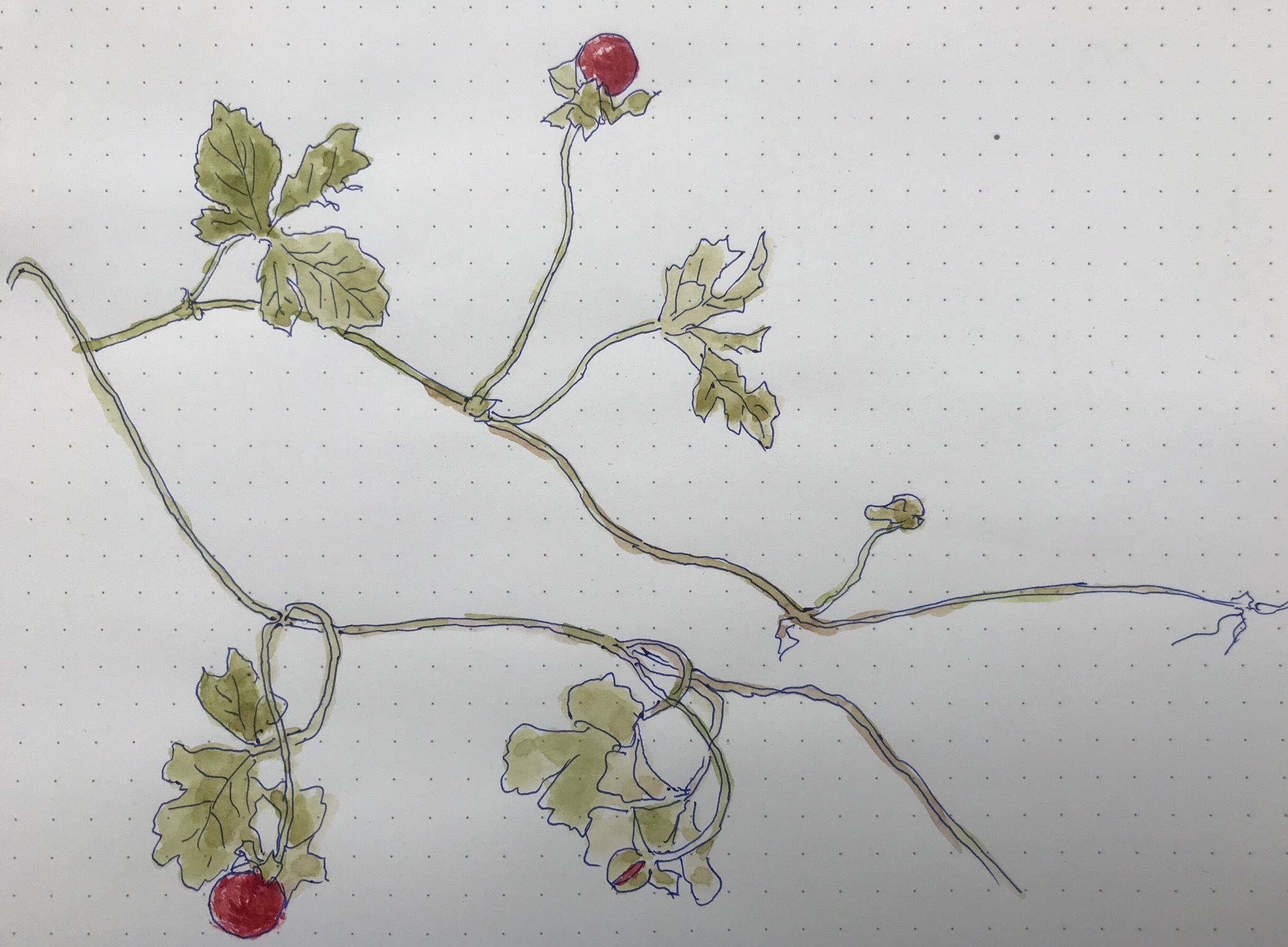 絵を描くように花を植える　　柿の葉茶_d0101846_06010972.jpeg